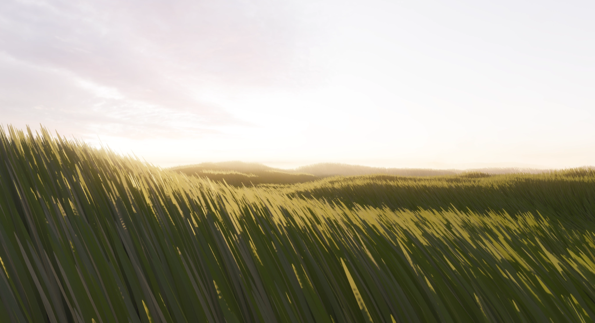 Inside Delta, light across the meadow